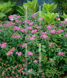 Picture of Spiraea japonica 'Galen (Double Play® Artisan®)'