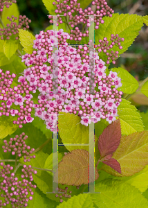 Picture of Spiraea japonica 'Tracy (Double Play Big Bang)'