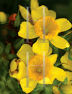 Picture of Hypericum  'Deppe (Sunny Boulevard)'