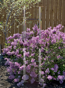 Picture of Syringa x 'Penda (Bloomerang Purple)'