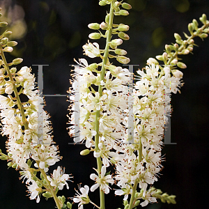 Picture of Clethra alnifolia 'Caleb (Vanilla Spice)'