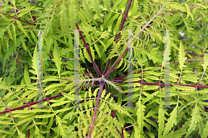 Picture of Rhus typhina 'Bailtiger (Tiger Eyes)'