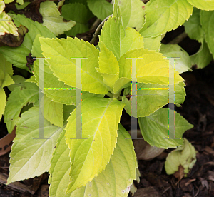 Picture of Hydrangea macrophylla 'Lemon Daddy'