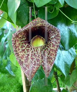 Picture of Aristolochia gigantea 