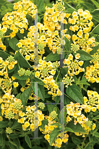 Picture of Lantana camara 'Luscious Lemonade'