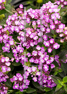 Picture of Lantana camara 'Luscious Grape'