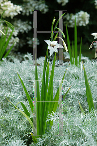 Picture of Gladiolus callianthus 