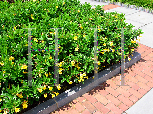 Picture of Allamanda schottii 