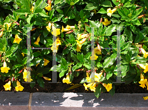 Picture of Allamanda schottii 