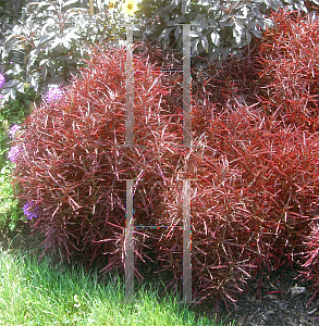 Picture of Alternanthera  'Red Threads'