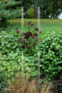 Picture of Angelica gigas 
