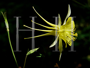 Picture of Aquilegia x hybrida 