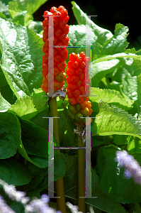 Picture of Arum italicum 'Pictum'