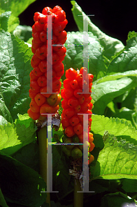 Picture of Arum italicum 'Pictum'