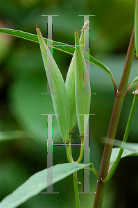 Picture of Asclepias curassavica 