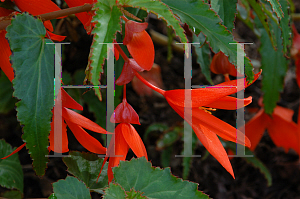 Picture of Begonia  'Innbolora (Mandalay Mandarin)'