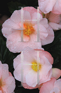 Picture of Begonia tuberhybrida hybrids 