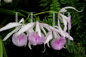 Picture of Brassavola tuberculata 