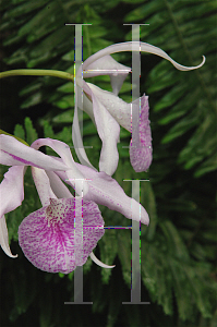 Picture of Brassavola tuberculata 