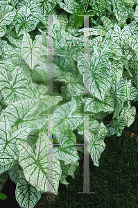 Picture of Caladium bicolor 'Candidum'