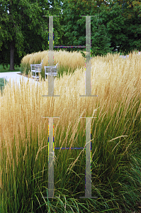 Picture of Calamagrostis x acutiflora 'Karl Foerster'