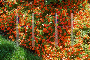 Picture of Calibrachoa  'USCALI411-7 (Superbells Dreamsicle)'