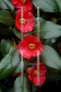 Picture of Camellia japonica 