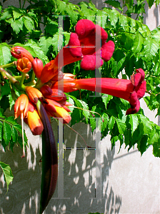 Picture of Campsis radicans 'Crimson Trumpet'