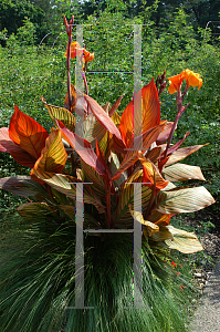 Picture of Canna x generalis 'Tropicana'