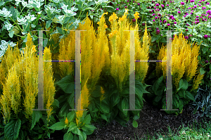 Picture of Celosia argentea (Plumosa Group) 'Fresh Look Gold'