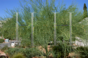 Picture of Parkinsonia florida 