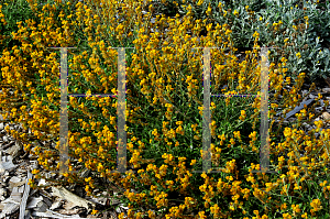 Picture of Chrysocephalum apiculatum 'Flochrora (Flambe Orange)'