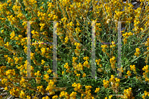 Picture of Chrysocephalum apiculatum 'Flochrora (Flambe Orange)'