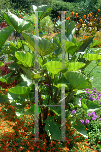 Picture of Colocasia esculenta 'Tea Cup'