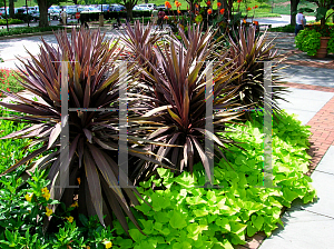 Picture of Cordyline australis 'Purple Tower'