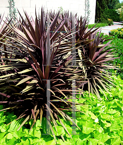 Picture of Cordyline australis 'Purple Tower'
