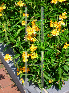 Picture of Crossandra infundibuliformis 'Florida Summer'