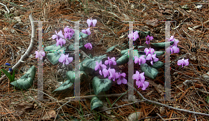 Picture of Cyclamen coum 