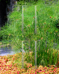 Picture of Cyperus papyrus 'Graceful Grasses  King Tut'