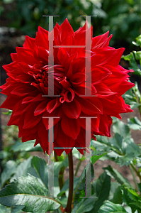 Picture of Dahlia x hybrida 