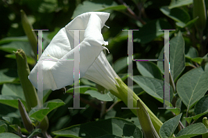 Picture of Datura stramonium 