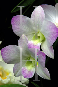 Picture of Dendrobium x 