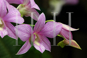 Picture of Dendrobium x 