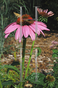 Picture of Echinacea purpurea 