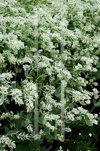 Picture of Euphorbia marginata 