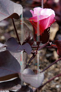 Picture of Gossypium hirsutum 'Red Leaf'