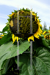 Picture of Helianthus annuus 