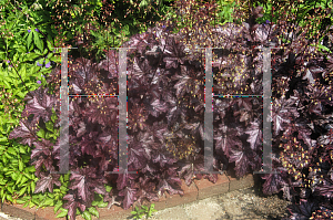 Picture of Heuchera  'PWHeu0109' (Dolce Blackcurrant)