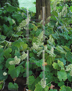 Picture of Heuchera villosa 'Autumn Bride'