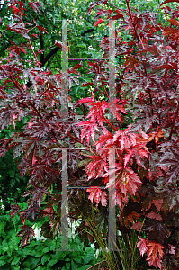 Picture of Hibiscus acetosella 'Haight Ashbury'